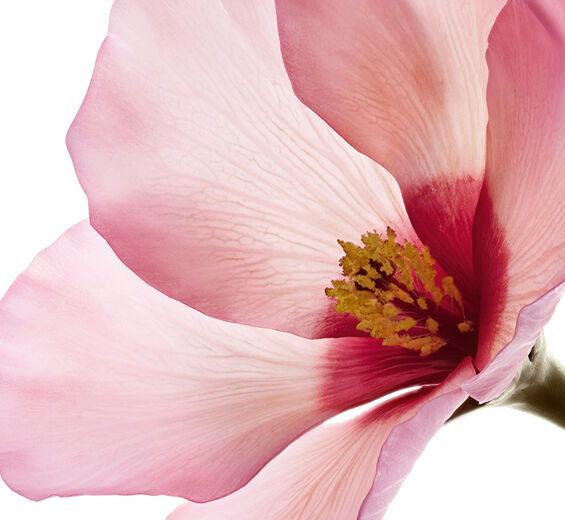 Hibiscus sabdariffa-Säure von Hibiscus-sabdariffa-Blüten-Hibiscus sabdariffa flower extract