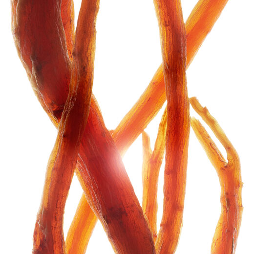 Ginseng-Extrait de ginseng rouge bio-Panax ginseng root extract