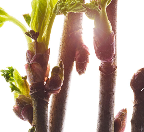 Schwarze Johannisbeere-Knospen-Extrakt aus biologischer Schwarzer Johannisbeere-Ribes nigrum (black currant) bud extract