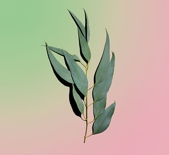 Eukalyptus-Ätherisches Bio-Eukalyptusöl-Eucalyptus globulus leaf oil