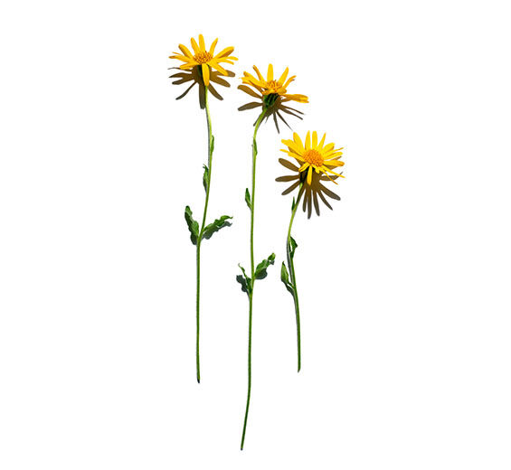 Arnica-Extrait d’arnica-Gentiana lutea root extract