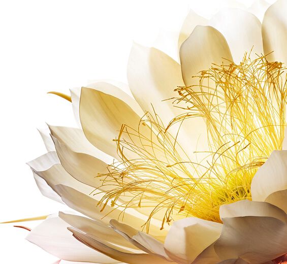 Reine de la nuit-Croyextrait de la reine de la nuit-Cereus grandiflorus (cactus) flower extract