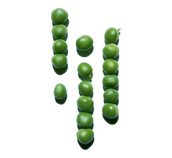 Pois-Extrait de pois-Pisum sativum (pea) extract