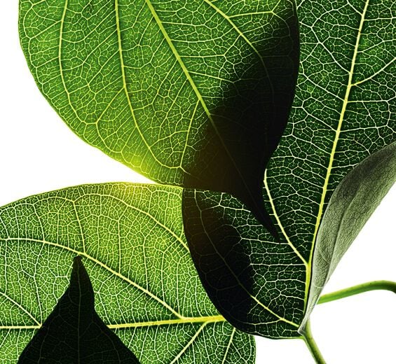 Gymnéma-Extrait de gymnéma-Gymnema sylvestre leaf extract