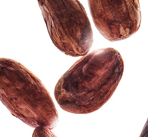 Kakaobaum-Kakaopulver-Extrakt-Theobroma cacao (cocoa) extract