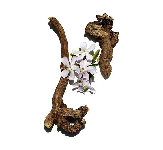 Seifenkraut-Seifenkrautextrakt-Saponaria officinalis root extract