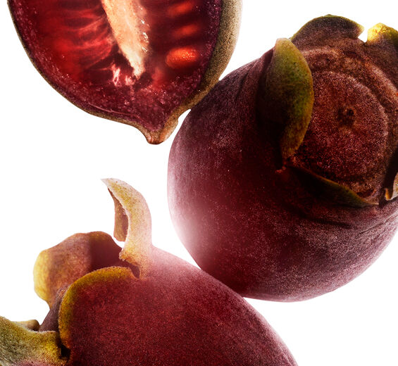 Rose Myrtle-Rose-Myrtle-Extrakt-Rhodomyrtus tomentosa fruit extract