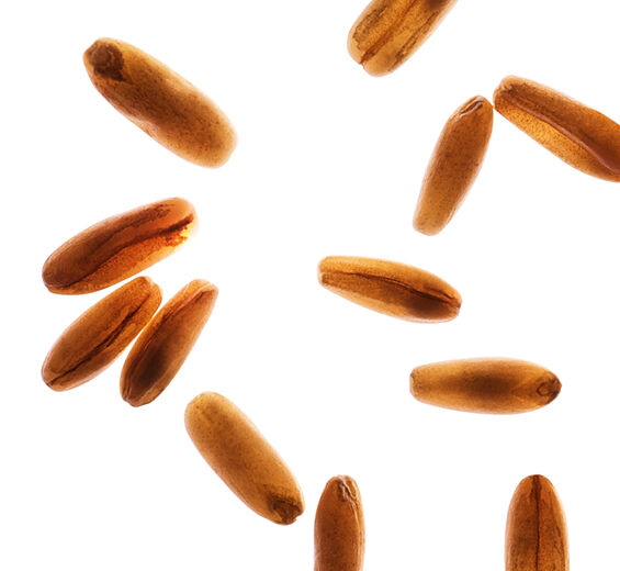 Hafer-Hafermehl-Avena sativa (oat) kernel flour