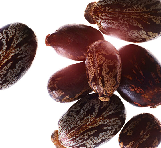 Rizinus-Bio-Rizinusöl-Ricinus communis (castor) seed oil