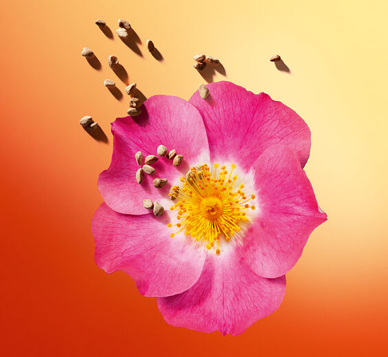 Rosier musquée-Huile de rose musquée bio-Rosa rubiginosa seed oil