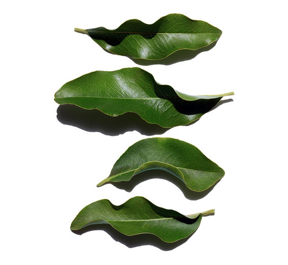 Afrikanisches Ebenholz-Extrakt aus biologischem Afrikanischen Ebenholz-Diospyros mespiliformis leaf extract