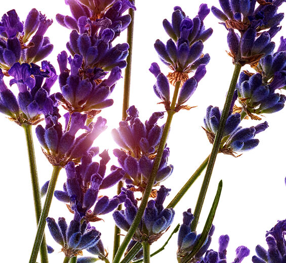 Lavande-Huile essentielle de lavande-Lavandula angustifolia (lavender) oil