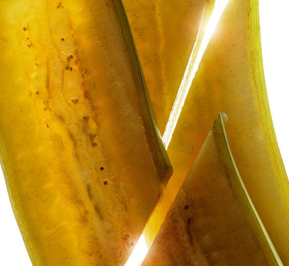 Bananenstaude-Extrakt aus grüner Bio-Banane-Musa sapientum (banana) fruit extract