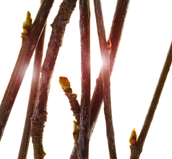 Eberesche-Bio-Ebereschen-Knospen-Extrakt-Pyrus sorbus bud extract