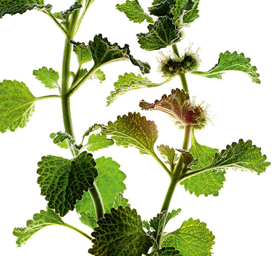 Weisser Andorn-Extrakt aus biologischem Weissen Andorn-Marrubium vulgare extract
