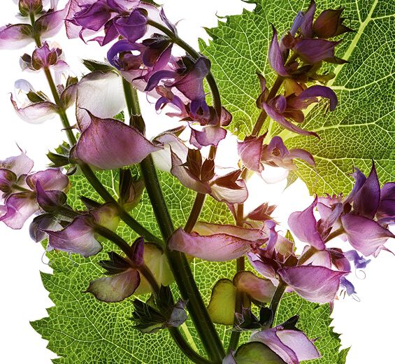 Muskatellersalbei-Ätherisches Muskatellersalbei-Öl-Salvia sclarea (clary) oil