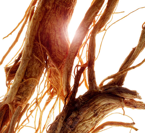Ginseng-Ginseng-Extrakt-Panax ginseng root extract