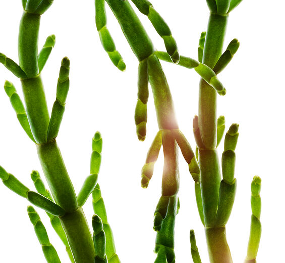 Queller-Bio-Queller-Extrakt-Salicornia herbacea extract