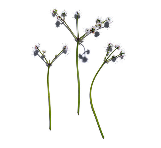 Wald-Sanikel-Bio- Wald-Sanikel-Extrakt-Sanicula europaea extract