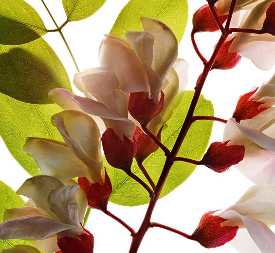 Robinier-Eau de fleur de robinier-Robinia pseudoacacia flower extract