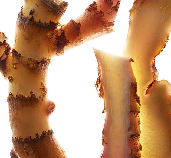 Gingembre papillon-Extrait de gingembre papillon (plante bio)-Hedychium coronarium root extract