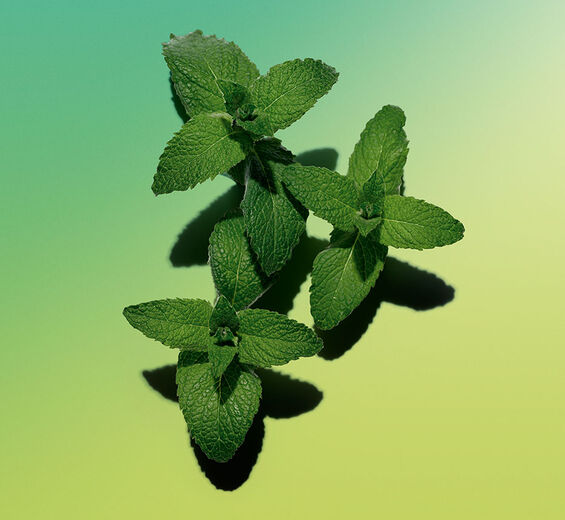 Ackerminze-Ätherisches Ackerminzöl-Mentha arvensis leaf oil
