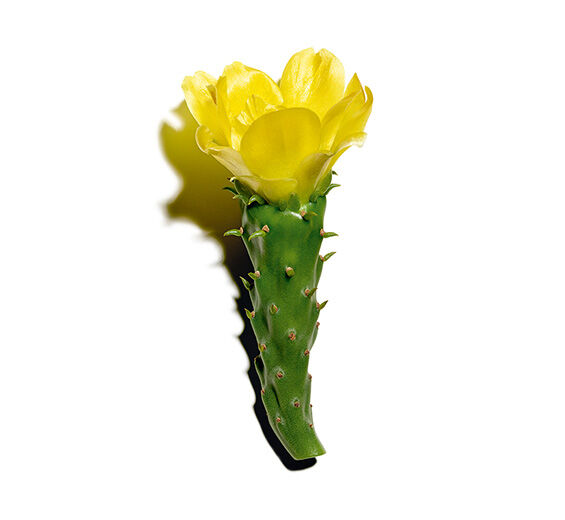 Figuier de Barbarie-Extrait de figuier de barbarie-Hydrolyzed opuntia ficus-indica flower extract