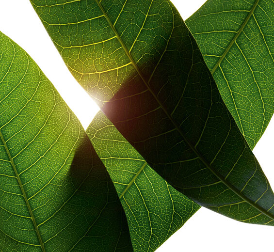 Mangobaum-Bio-Mangobaumblatt-Extrakt-Mangifera indica (mango) leaf extract