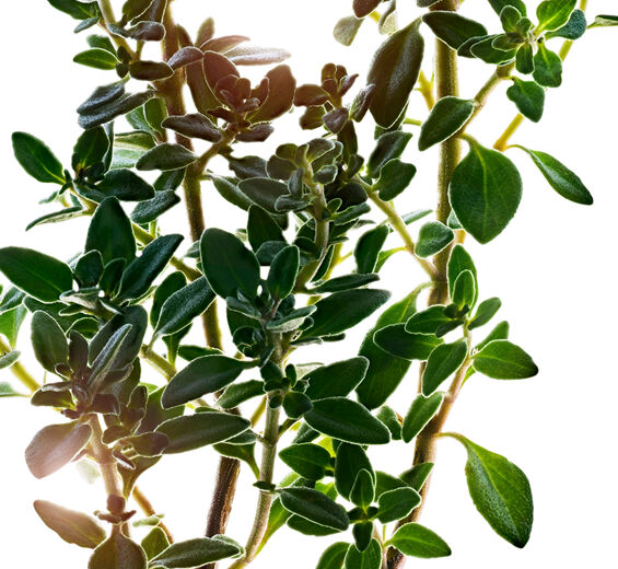 Zitronen-Thymian-Zitronen-Thymian-Extrakt-Thymus citriodorus flower/leaf extract