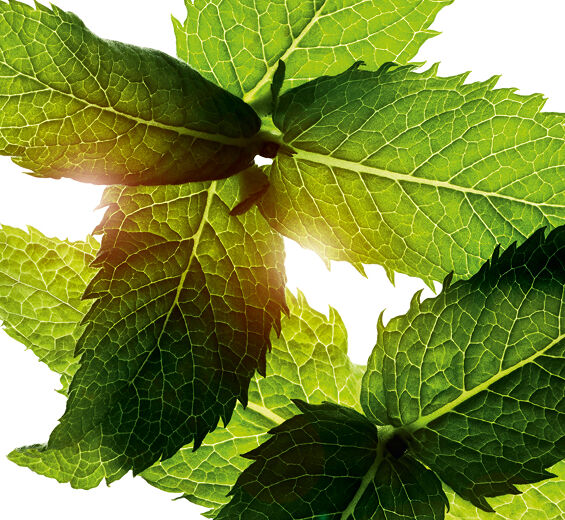 Ackerminze-Ätherisches Ackerminzöl-Mentha arvensis leaf oil