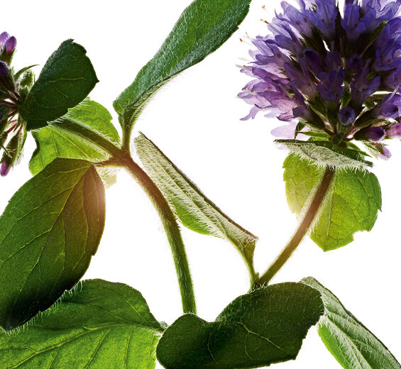 Wasserminze-Extrakt aus Bio-Wasserminze-Mentha aquatica leaf extract