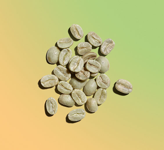 Robusta-Kaffeestrauch-Extrakt aus Grünem Kaffee-Coffea robusta seed extract