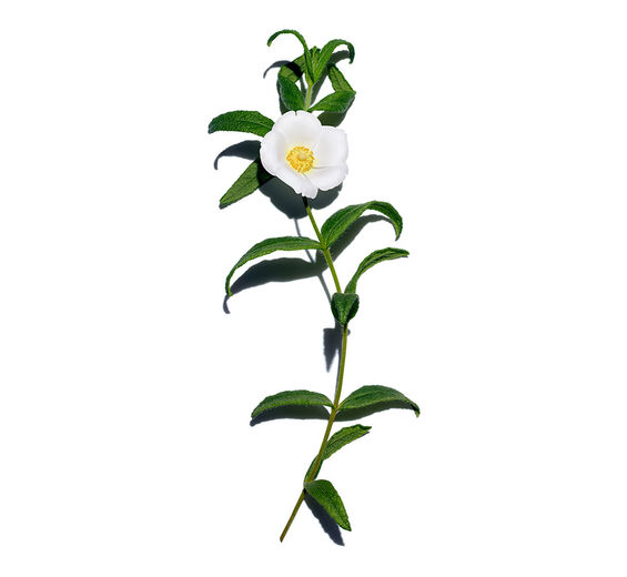 Montpellier-Zistrose-Extrakt aus Bio-Montpellier-Zistrose-Cistus monspeliensis extract