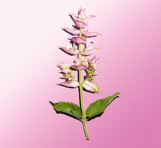 Muskatellersalbei-Ätherisches Muskatellersalbei-Öl-Salvia sclarea (clary) oil