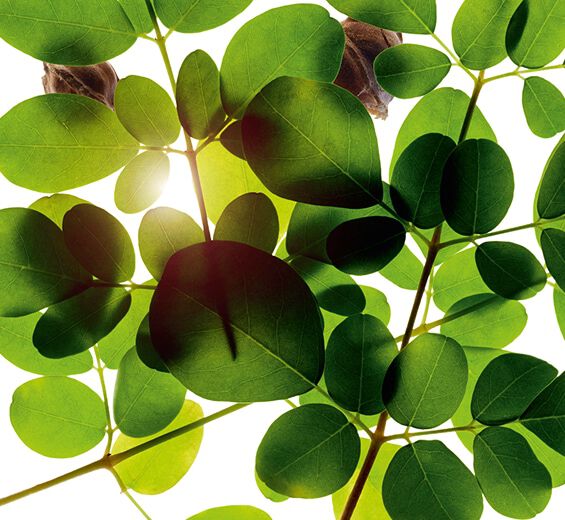 Moringa-Moringa-Extrakt-Moringa oleifera seed extract