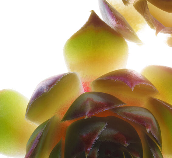 Joubarbe-Extrait de joubarbe bio-Sempervivum tectorum extract