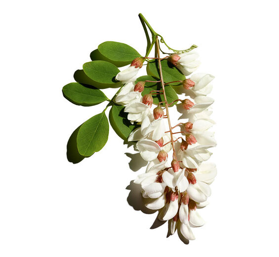 Robinie-Robinienblüten-Wasser-Robinia pseudoacacia flower extract
