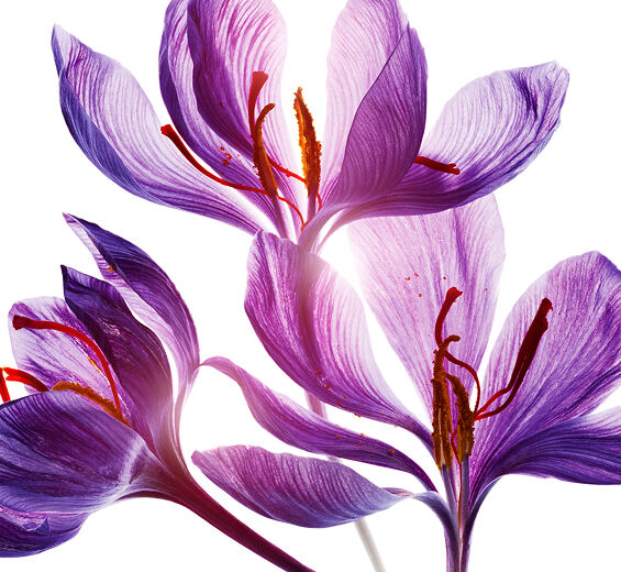 Safran-Polyphenole aus der Safranblüte (Pflanze aus biologischem Anbau)-Crocus sativus flower extract