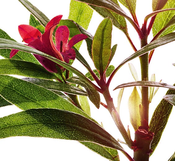 Rostblättrige Alpenrose-Alpenrosen-Extrakt-Rhododendron ferrugineum extract