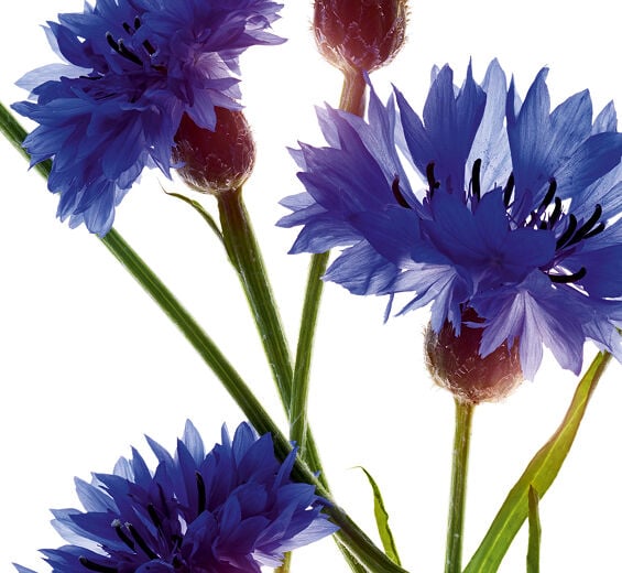 Kornblume-Bio-Kornblumen-Extrakt-Centaurea cyanus flower extract
