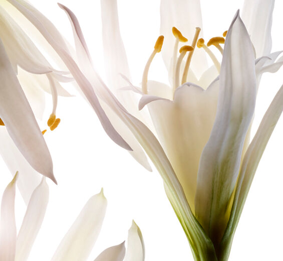 Dünen-Trichternarzisse-Biologischer Extrakt der Strandlilie-Pancratium maritimum extract