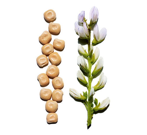 Weisse Lupine-Extrakt aus biologischer Weisser Lupine-Hydrolyzed lupine protein