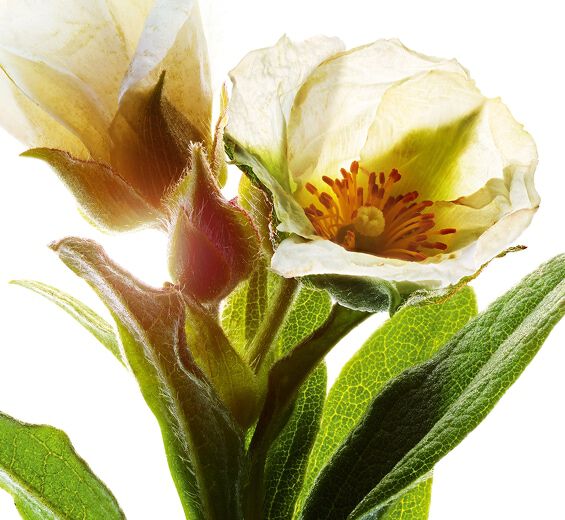 Ciste de Montpellier-Extrait de ciste de montpellier bio-Cistus monspeliensis extract