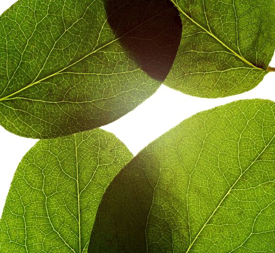 Quittenbaum-Quittenblattextrakt-Cydonia oblonga leaf extract