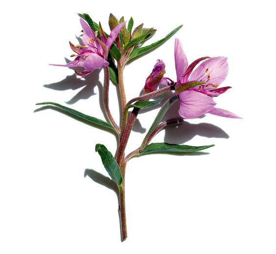 Bergbach-Weidenröschen-Bio-Bergbach-Weidenröschen-Extrakt-Epilobium fleischeri extract