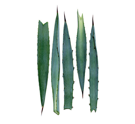 Blaue Agave-Extrakt aus Blauer Agave-Agave tequilana leaf extract