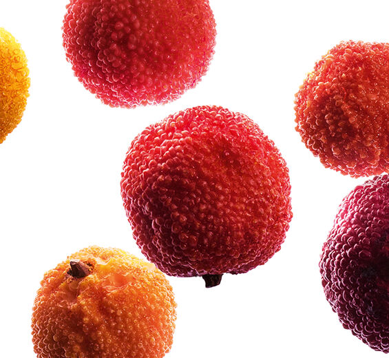 Arbousier-Extrait d’arbouse bio-Arbutus unedo fruit extract