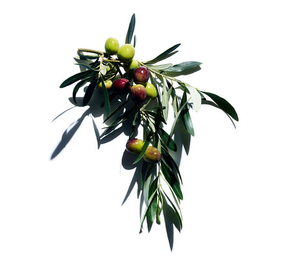 Olivenbaum-Oliven-Extrakt-Hydrolyzed adansonia digitata extract