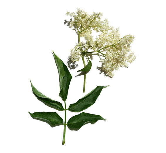 Holunder-Bio-Holunder-Extrakt-Sambucus nigra flower extract