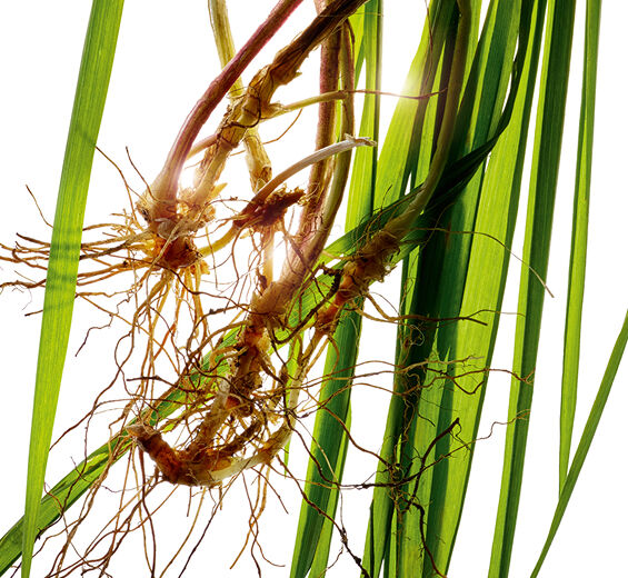 Agropyron-Extrakt aus Bio-Kriech-Quecke-Agropyron repens root extract